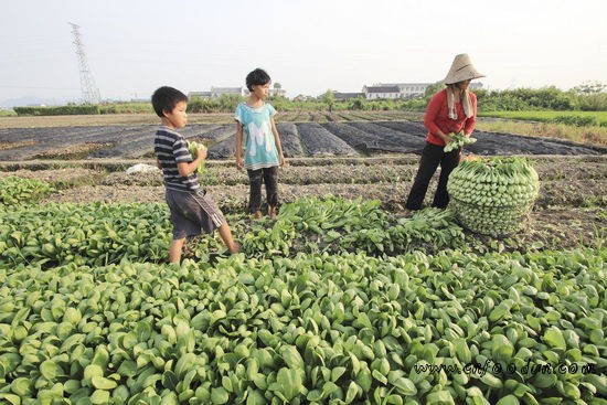 浙江绍兴出现44.1℃高温 大量蔬菜被烤焦