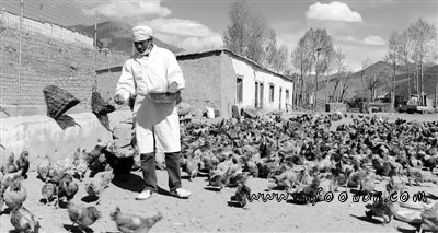 墨竹工卡县巴洛村藏鸡养殖合作社内的工作人员在喂养藏鸡