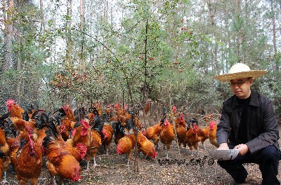 邱大梁在“丘处鸡生态农场”饲养放养土鸡