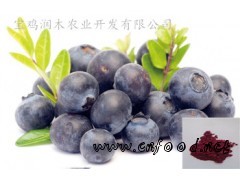 蓝莓提取物花青素25%