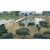河南林州藏香猪养殖基地