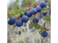 陕西蓝莓花青素固体饮料