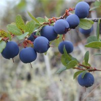 陕西蓝莓花青素固体饮料代加工颗粒剂粉剂委托生产企业
