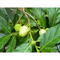 果呀果诺丽果（Noni） 增强人体的免疫力