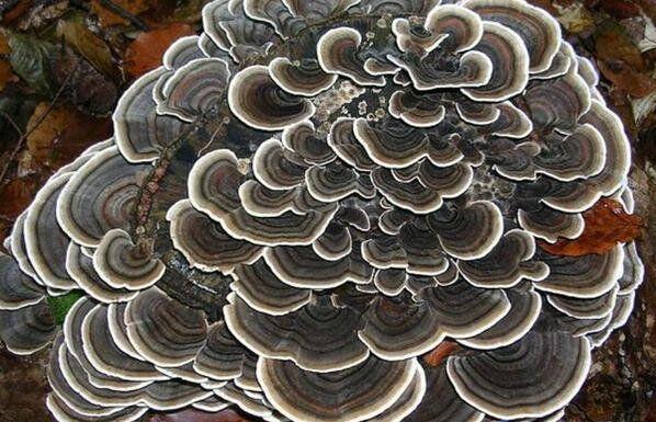 51d696e6f1c204ae8069e79300cc63e5416547.jpg 图片6.jpg