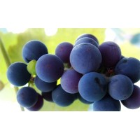 紫葡萄（康科特葡萄）浓缩汁